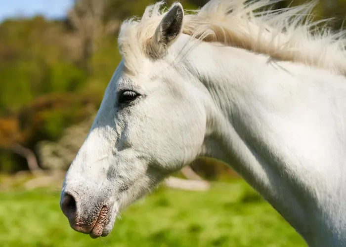 Sheen Falls Отель Кенмар